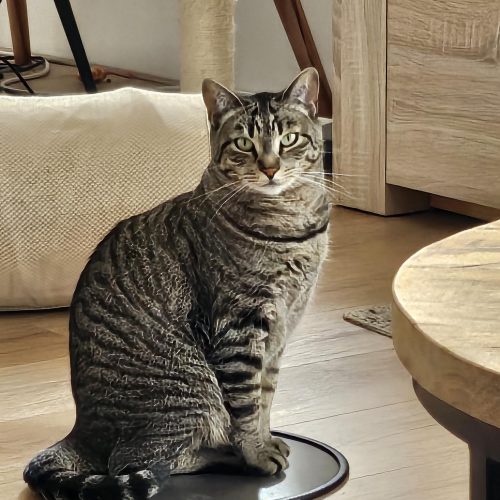 Kat op energetische plaat