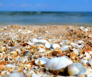 AA Vitalisers met schelpkalkfrequentie