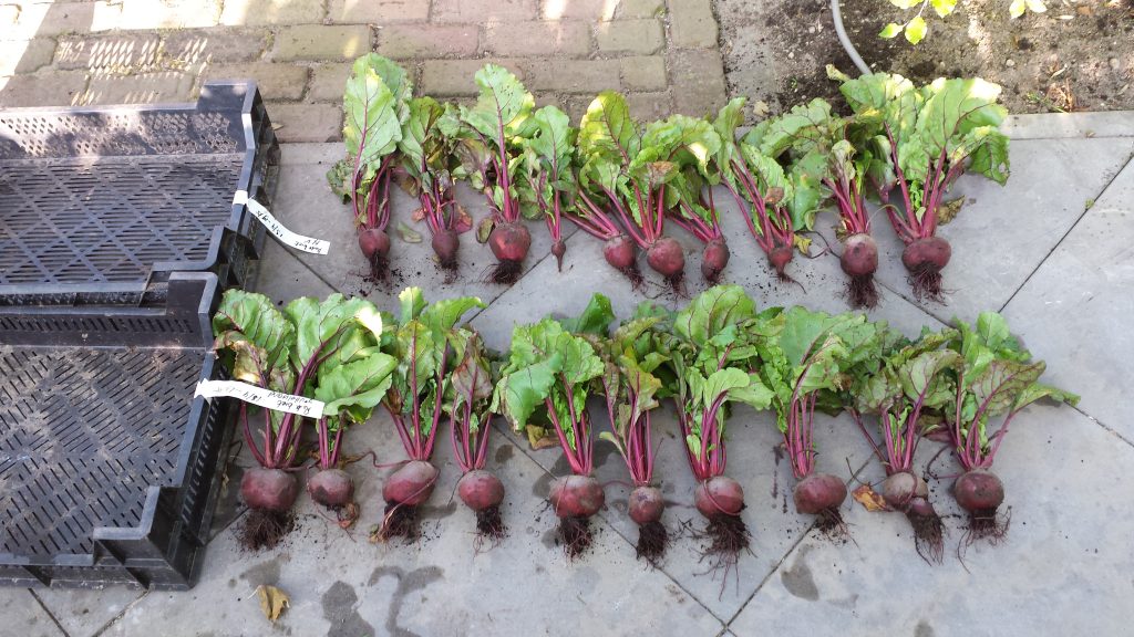 bovenste bieten onbehandeld, onderste gevitaliseerd