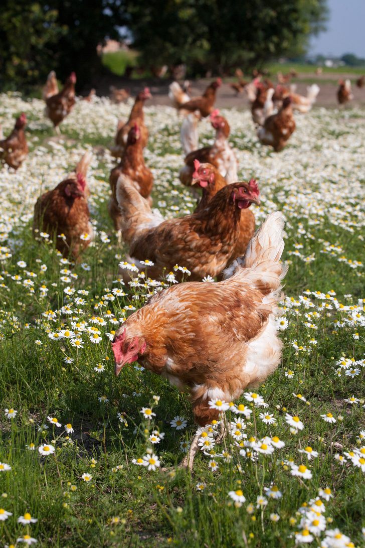 Energetische kippen de Buijserd
